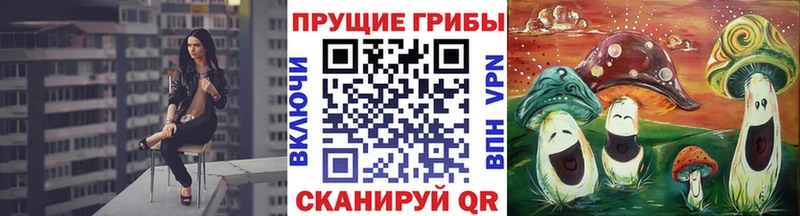 Галлюциногенные грибы Psilocybe  Гурьевск 